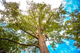 Why Choose Our Tree Removal Services in Warwick, RI?